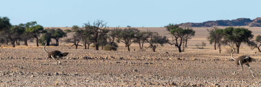 pano - ostriches running in rocky plain
