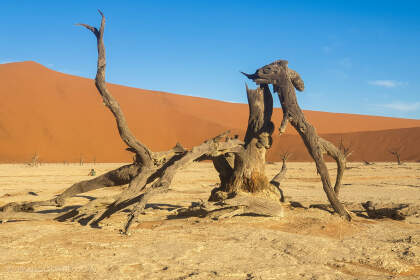 dead tree & sand dune in vlei