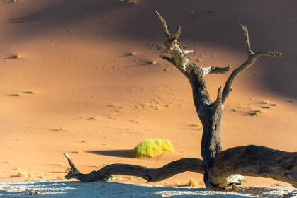 dead tree & sand dune in vlei
