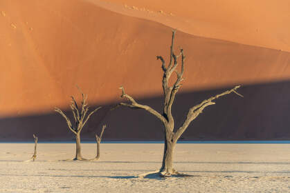 dead trees & sand dune in vlei