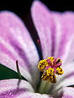 Geranium