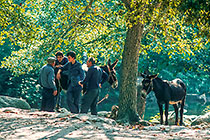 People meeting & donkeys under trees