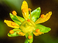 Saxifrage