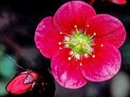 Saxifrage (Saxifraga cotyledon) flower