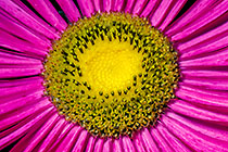 Aster (Aster hybrid) flower