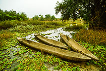 Canoes parked in marigot