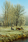 Man feeding cows in field near river & trees in freezing haze