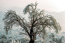 Crystal Tree
