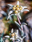 Edelweiss (Leontopodium alpinum) flowers