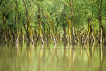 Frequently submerged tree trunks on river banks