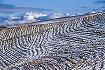 Furrows