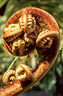 Tree fern (??) crosier with hairs