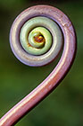 Fern Crosier