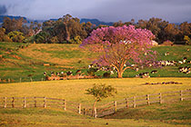 Jacaranda