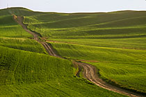 Trail crossing green fields
