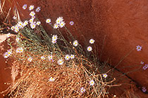 Daisy (??) flowers in red rock crack