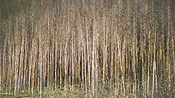 4-year old burnt fir forest