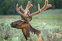 Deer?? (??) laying in steppe