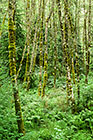 Trunks covered by moss in tempered rainforest