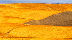Golden Fields