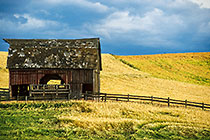 Old barn in wheat fields under stormy sky