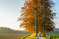 trees & fields in autumn