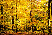 trees & fields in autumn