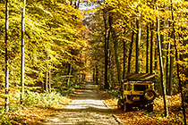 trees & fields in autumn