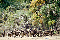 gelada baboon walking & eating between erica trees