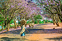 Jacaranda
