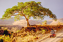 landy (FL) & big tree on side of piste at sunset