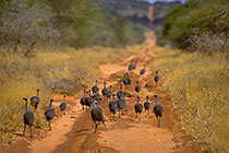 vulturine guinea fowls birds on red piste through savana