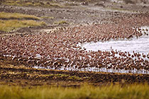 millions of flamingo birds on lake Bogoria under rain