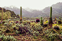 seneson & lobelia in Bigo bog + mts & clouds under rain