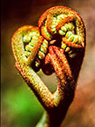 Fern Fist
