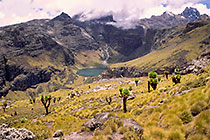 everlasting flowers & seneson + Michaelson lake + Chogoria gorge + mt Kenya peaks w clouds