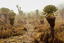 Senecio Forest