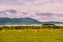 herd of gazelles in green grass savana plain + acacia trees + mts + clouds