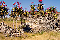 Aloe volkensii w red flowers among wall ruins