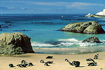 penguins laying on beach + rocks in sea