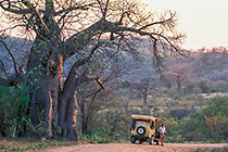 Paul coming out landy(RR) on rd + huge baobab tree along rd at sunset