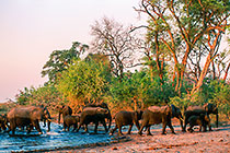 herd of elephants crossing water hole at sunset