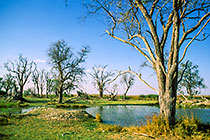 trees around water pond