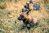 hunting dogs laying in grass