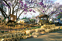 people selling weaven baskets, shona & wooden sculptures under jacaranda trees along rd