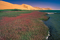 plants w red flowers in sweet water in sand dunes along coast line + waves in sea