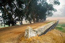 farm track along old wall near dam + horse under eucalyptus tree in morning haze