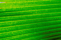 green palm tree leave w fingerlike tips in sunshine in palm tree forest