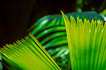 green palm tree leave w fingerlike tips in sunshine in palm tree forest