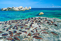fish fillet drying on rocks + sea